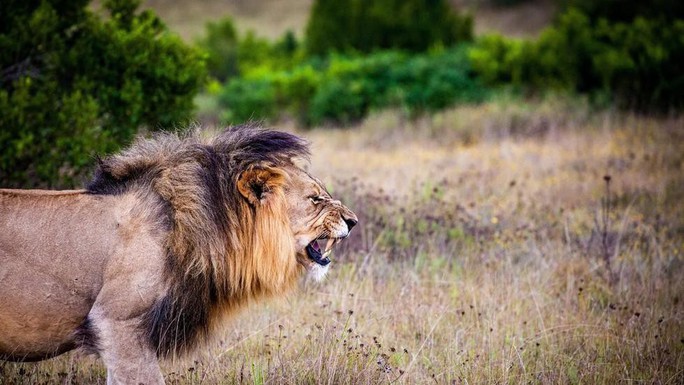 Đàn sư tử bị giết hại tàn ác để làm ma thuật ở Nam Phi - Ảnh 1.