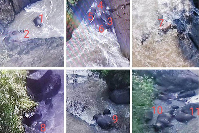 Thái Lan: Thêm hàng loạt voi chết dưới thác nước - Ảnh 2.