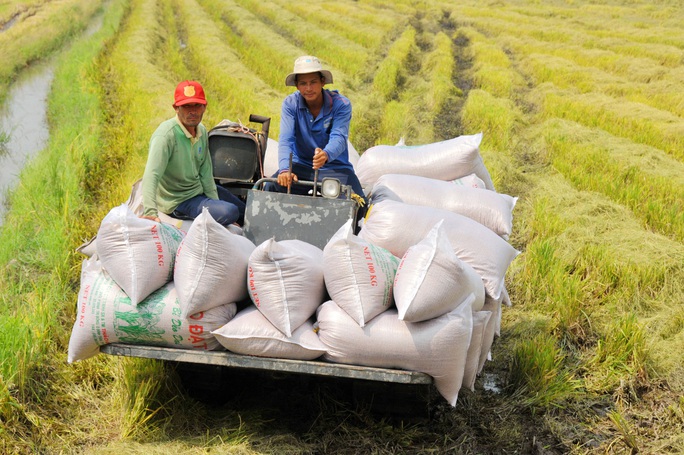 Nghịch lý gạo Việt: Ngon nhất thế giới nhưng bán giá bèo - Ảnh 1.