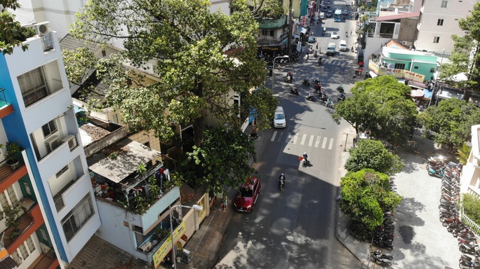 Cổ thụ đâm giữa nhà dân ở TP HCM - Ảnh 1. Cổ thụ đâm giữa nhà dân ở TP HCM - Ảnh 1.