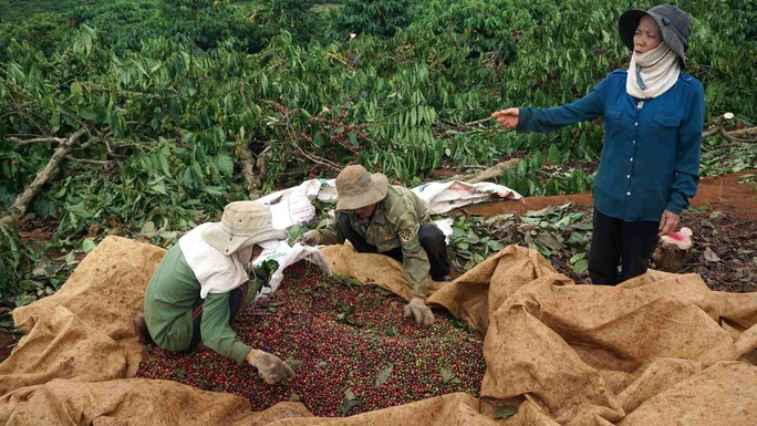 Thực hư việc chính quyền cưỡng chế cà phê đang chín mà không thông báo - Ảnh 3. Thực hư việc chính quyền cưỡng chế cà phê đang chín mà không thông báo - Ảnh 3.