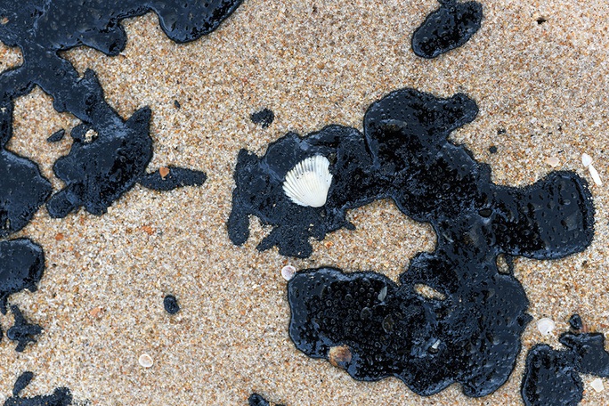 4.400 km bờ biển Brazil chết tức tưởi vì “thủy triều đen” bí ẩn - Ảnh 2.