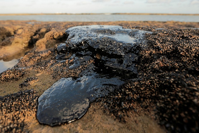 4.400 km bờ biển Brazil chết tức tưởi vì “thủy triều đen” bí ẩn - Ảnh 3.