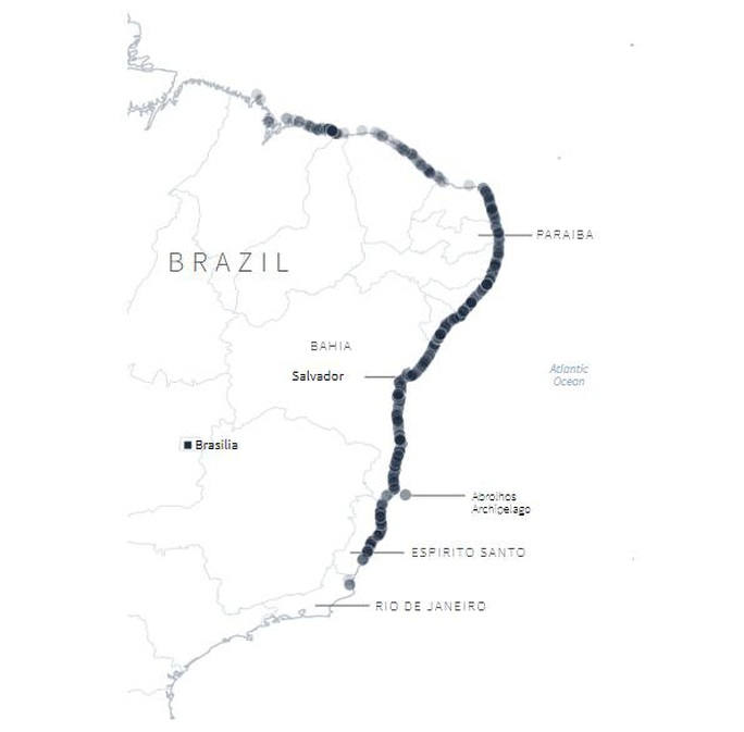 4.400 km bờ biển Brazil chết tức tưởi vì “thủy triều đen” bí ẩn - Ảnh 4.