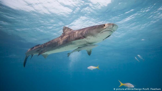Tìm thấy bộ phận cơ thể người trong dạ dày cá mập hổ - Ảnh 1.