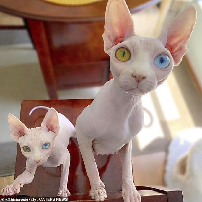 Cặp mèo với 2 màu mắt khác nhau gây bão mạng xã hội - Ảnh 2.