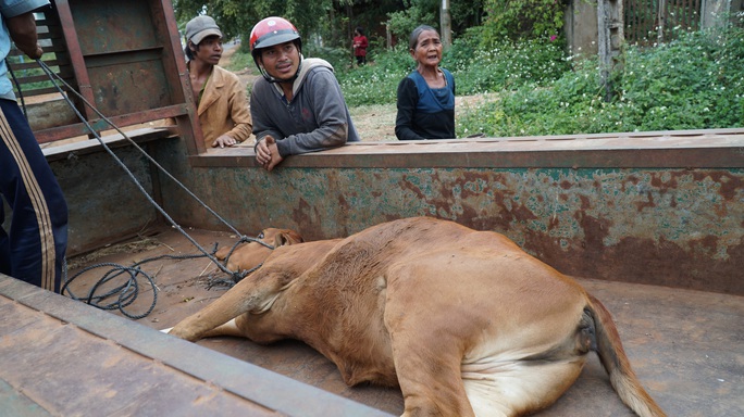 Chuyện lạ Gia Lai: Cấp bò đứng không được cho dân nghèo làm giống! - Ảnh 4. Chuyện lạ Gia Lai: Cấp bò đứng không được cho dân nghèo làm giống! - Ảnh 4.