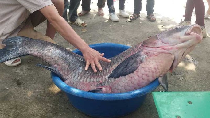 Con cá trắm đen “khủng” nặng 33 kg dài 1 m mắc lưới ở Thanh Hóa - Ảnh 2.