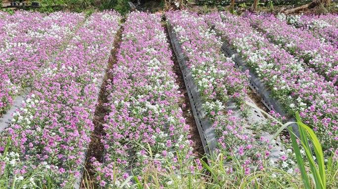 Bất ngờ với vẻ đẹp của hoa dừa cạn nở rực rỡ đón Xuân - Ảnh 7.