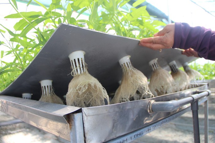 Đầu năm, thăm trang trại rau sạch ở “đảo ngọc” Phú Quốc  - Ảnh 3.