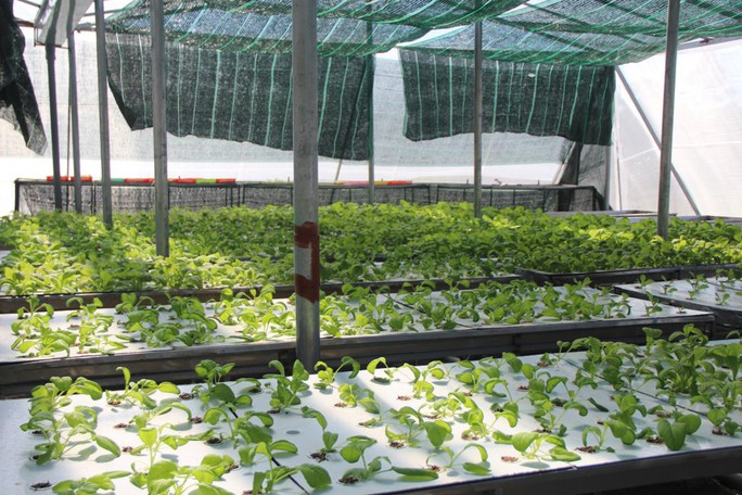 Đầu năm, thăm trang trại rau sạch ở “đảo ngọc” Phú Quốc  - Ảnh 5.