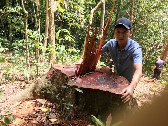 Cận cảnh khu rừng gỗ quý ở Quảng Bình bị lâm tặc chặt phá tan hoang - Ảnh 2.