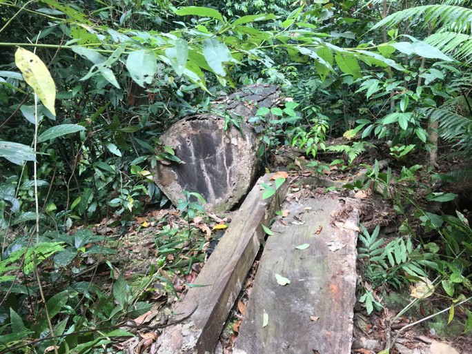 Cận cảnh khu rừng gỗ quý ở Quảng Bình bị lâm tặc chặt phá tan hoang - Ảnh 4.