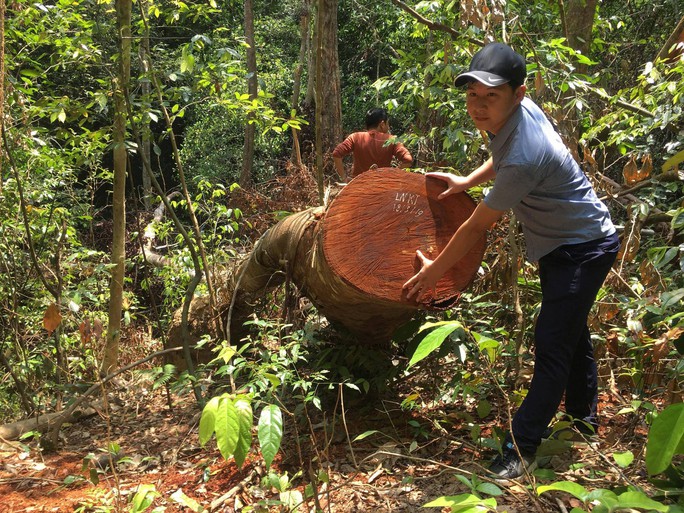 Cận cảnh khu rừng gỗ quý ở Quảng Bình bị lâm tặc chặt phá tan hoang - Ảnh 8.