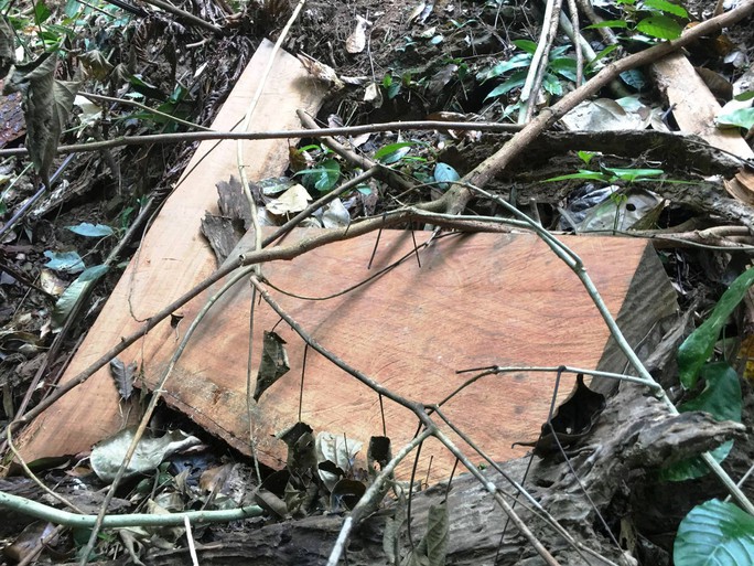 Cận cảnh khu rừng gỗ quý ở Quảng Bình bị lâm tặc chặt phá tan hoang - Ảnh 10.
