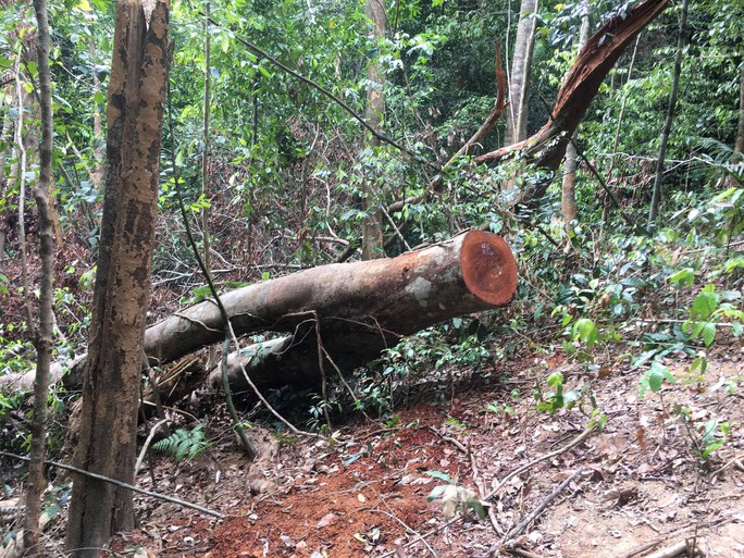 Cận cảnh khu rừng gỗ quý ở Quảng Bình bị lâm tặc chặt phá tan hoang - Ảnh 12.