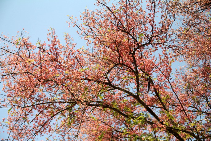 Hoa ô môi nhuộm hồng Cát Tiên đẹp đến nao lòng - Ảnh 14.
