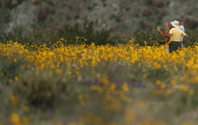 Choáng ngợp hoa dại nở rộ trên sa mạc California - Ảnh 2.