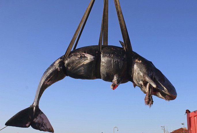 Clip: Cá nhà táng mang thai chết với 22 kg rác nhựa trong bụng - Ảnh 2.