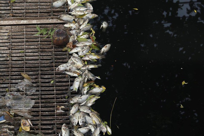 Sau khi xả nước hồ Tây vào sông Tô Lịch, thấy cá chết hàng loạt - Ảnh 1.