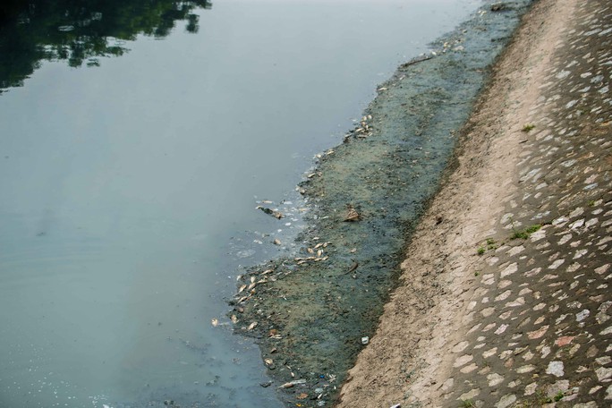 Sau khi xả nước hồ Tây vào sông Tô Lịch, thấy cá chết hàng loạt - Ảnh 3.