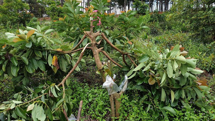 Xót xa hàng trăm cây bơ ghép bị kẻ xấu chặt hạ ngang thân - Ảnh 3.