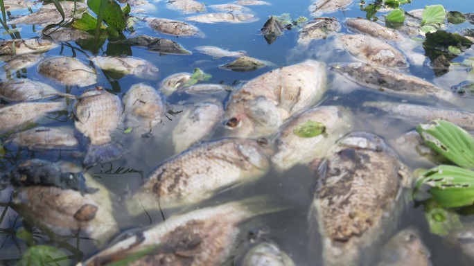 Đà Nẵng: Cá chết trắng, nổi xếp lớp tại hồ điều tiết Trung Nghĩa - Ảnh 3.