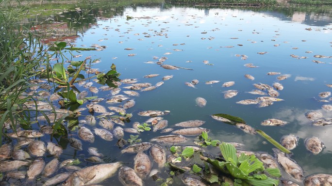 Đà Nẵng: Cá chết trắng, nổi xếp lớp tại hồ điều tiết Trung Nghĩa - Ảnh 2.