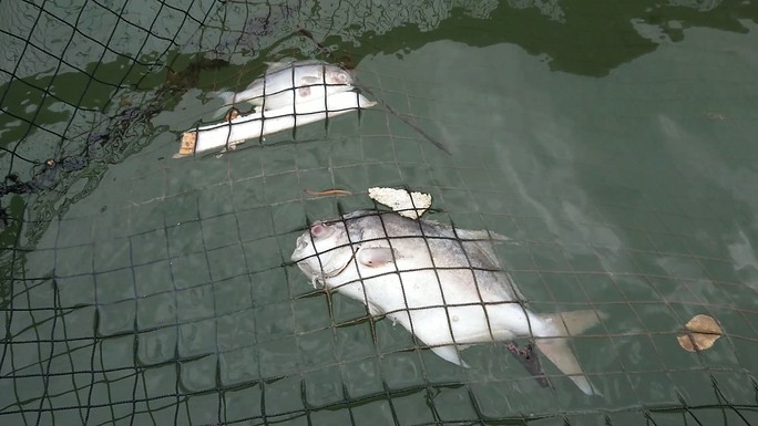 Nguyên nhân cá ở Long Sơn chết hàng loạt là do nhiễm ký sinh trùng quả dưa - Ảnh 4.