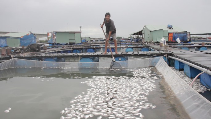 Nguyên nhân cá ở Long Sơn chết hàng loạt là do nhiễm ký sinh trùng quả dưa - Ảnh 1.