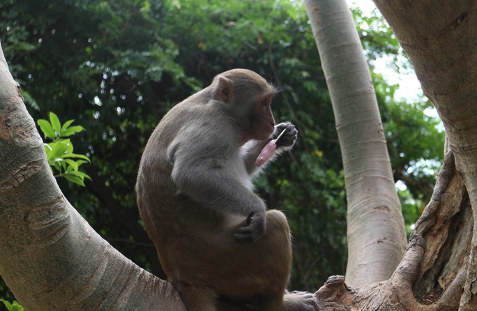 Chùm ảnh: Ngắm hành trình kiếm ăn của đàn khỉ xóm chùa trên núi Sơn Trà - Ảnh 8.
