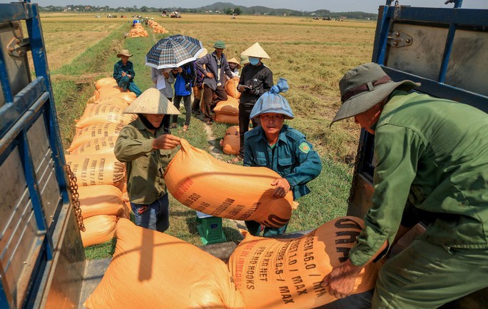 Phát hiện 2 chất quý hơn vàng có trong gạo hữu cơ Quảng Trị - Ảnh 2.