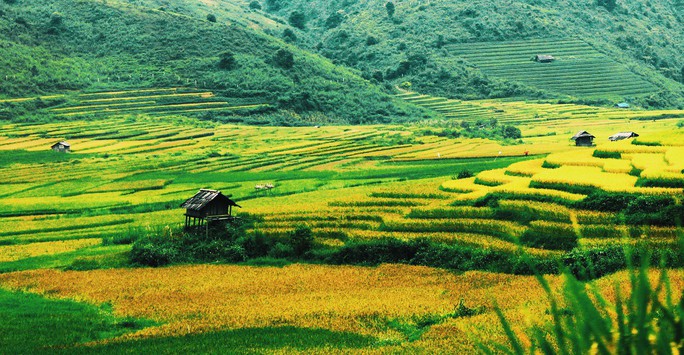 Lịch lúa chín Tây Bắc, Đông Bắc, lên kế hoạch săn ảnh ngay thôi! - Ảnh 2. Lịch lúa chín Tây Bắc, Đông Bắc, lên kế hoạch săn ảnh ngay thôi! - Ảnh 2.