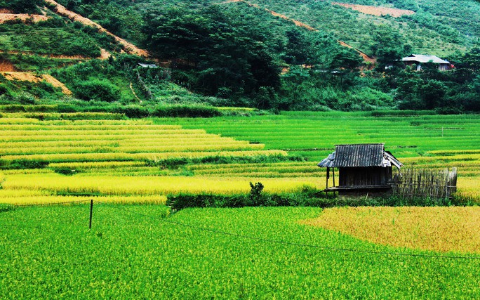 Lịch lúa chín Tây Bắc, Đông Bắc, lên kế hoạch săn ảnh ngay thôi! - Ảnh 15. Lịch lúa chín Tây Bắc, Đông Bắc, lên kế hoạch săn ảnh ngay thôi! - Ảnh 15.