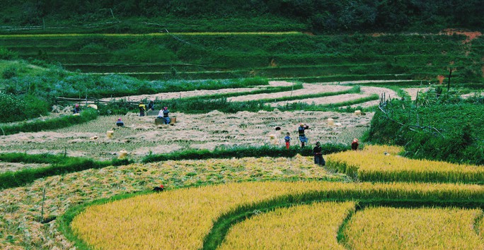 Lịch lúa chín Tây Bắc, Đông Bắc, lên kế hoạch săn ảnh ngay thôi! - Ảnh 11. Lịch lúa chín Tây Bắc, Đông Bắc, lên kế hoạch săn ảnh ngay thôi! - Ảnh 11.