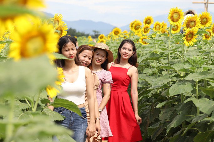 Phát sốt với vườn hoa hướng dương mới xuất hiện ở Quảng Nam - Ảnh 19.