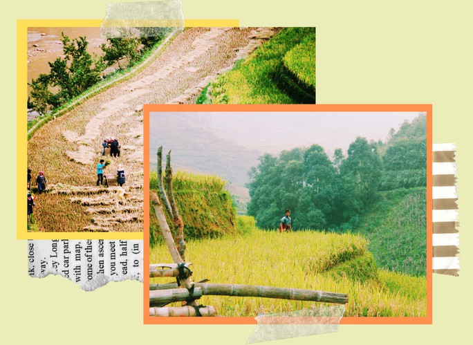 Lịch lúa chín Tây Bắc, Đông Bắc, lên kế hoạch săn ảnh ngay thôi! - Ảnh 10. Lịch lúa chín Tây Bắc, Đông Bắc, lên kế hoạch săn ảnh ngay thôi! - Ảnh 10.