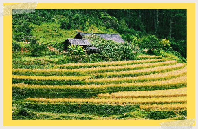 Lịch lúa chín Tây Bắc, Đông Bắc, lên kế hoạch săn ảnh ngay thôi! - Ảnh 1. Lịch lúa chín Tây Bắc, Đông Bắc, lên kế hoạch săn ảnh ngay thôi! - Ảnh 1.