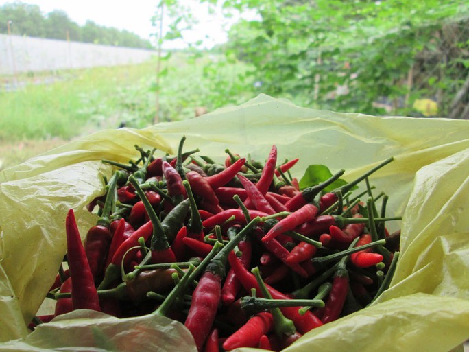 Việt Nam có 4 lô ớt và tôm xuất khẩu sang Úc bị dính chất cấm - Ảnh 1.