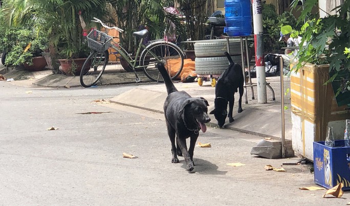 Lại tranh cãi nuôi chó, mèo ở chung cư - Ảnh 1.