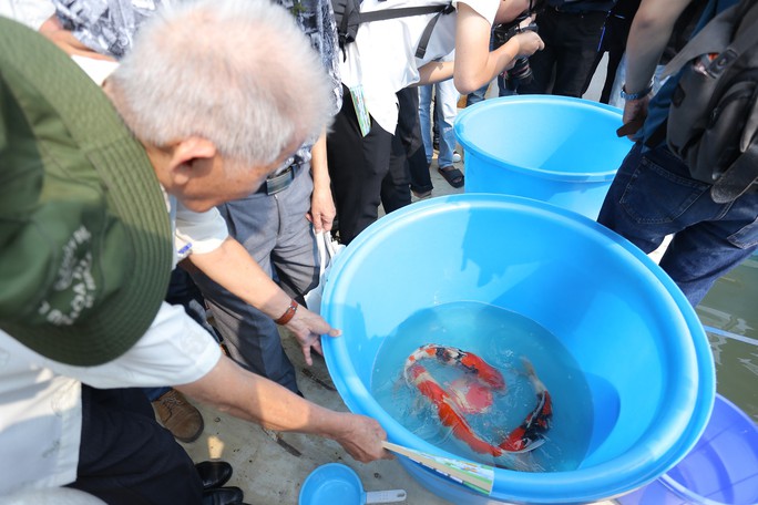 Clip: Thả 100 con cá Koi Nhật Bản xuống đoạn sông Tô Lịch làm sạch và Hồ Tây - Ảnh 3.