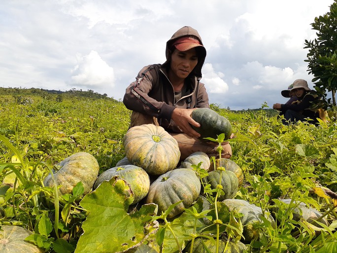 Bí đỏ mất mùa, rớt giá thảm hại chưa tới 3.500 đồng/kg - Ảnh 1.