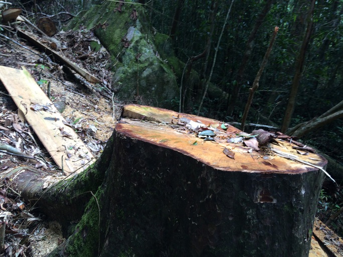 Cận cảnh những cây gỗ khủng bị triệt hạ ở Đà Lạt 2 - Ảnh 2.