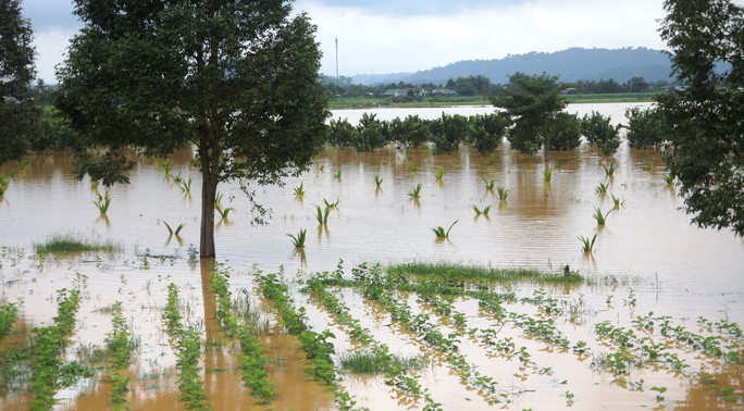 Lâm Đồng: Cây gãy đổ, ngập lụt, sạt lở đất nhà tốc mái la liệt do mưa bão - Ảnh 1.