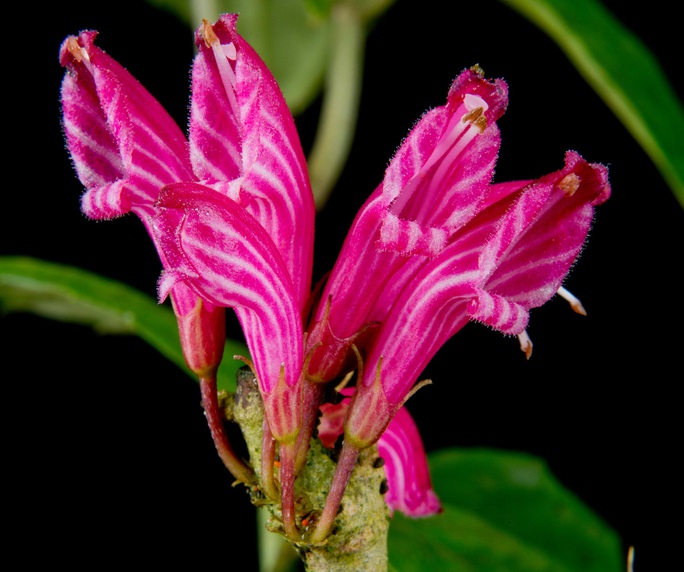 Số phận bi thảm của 10 loài thực vật mới phát hiện năm 2019 - Ảnh 7.