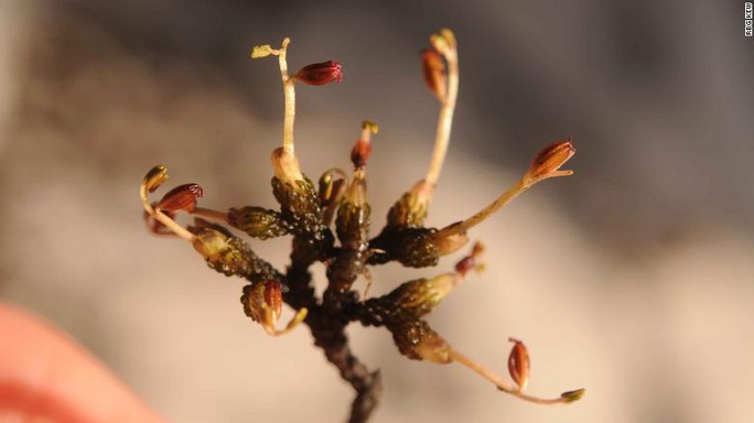 Số phận bi thảm của 10 loài thực vật mới phát hiện năm 2019 - Ảnh 4.