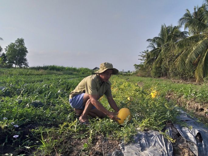 Thủ phủ dưa hấu An Tiêm hối hả đón Tết - Ảnh 2.