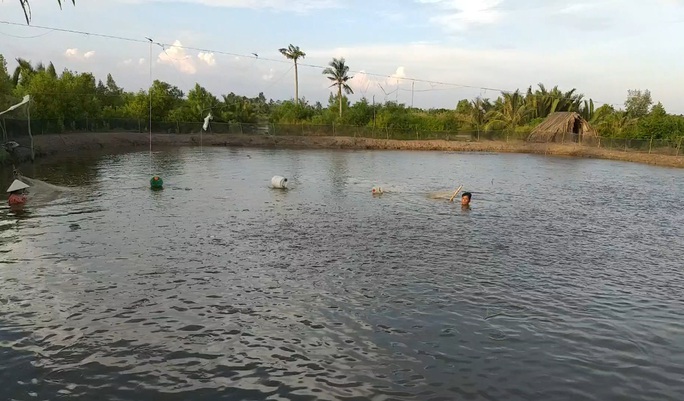 CLIP: Về Cà Mau xem nông dân bắt cá kèo ăn Tết - Ảnh 3.