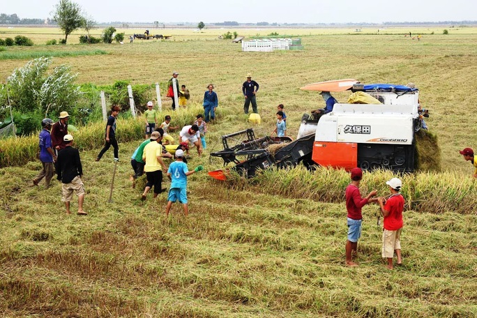 Về miền Tây xem cảnh già, trẻ hò reo săn chuột đồng mùa Tết Về miền Tây xem cảnh già, trẻ hò reo săn chuột đồng mùa Tết - Ảnh 2.