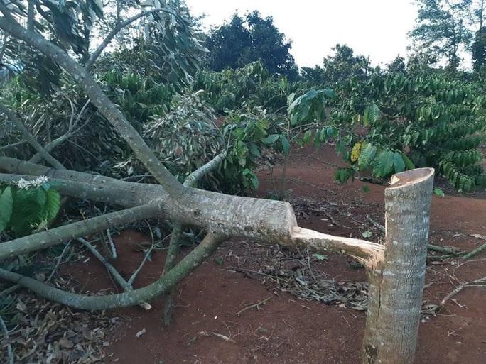 Điêu đứng phát hiện gần 60 cây sầu riêng bị chặt phá trong ngày Tết - Ảnh 1.